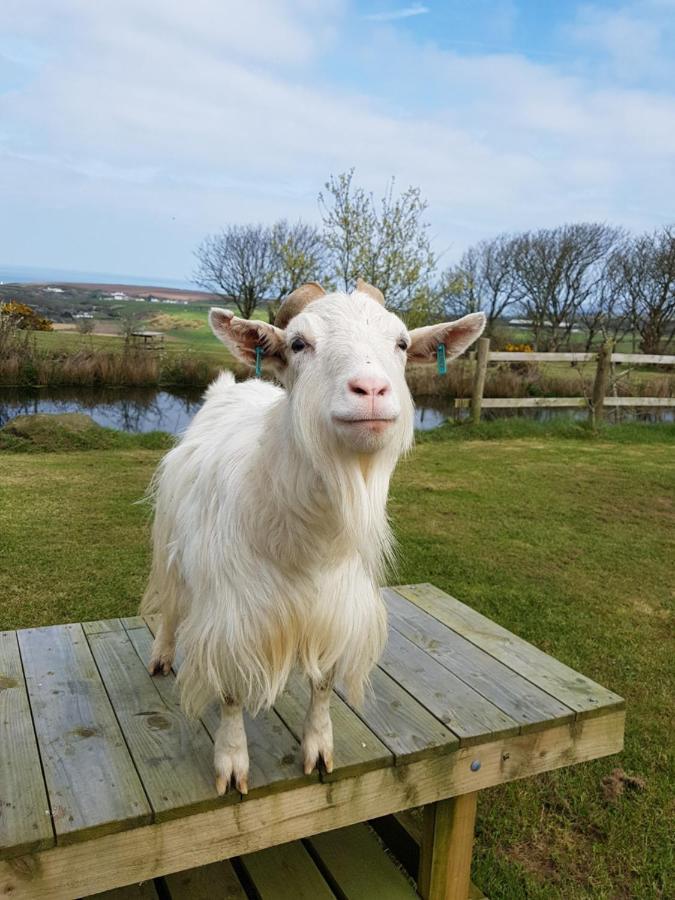 Noddfa Farm Guest House Haverfordwest Zewnętrze zdjęcie